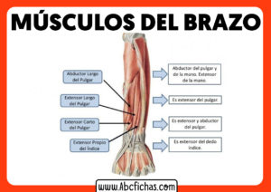 Musculatura del antebrazo