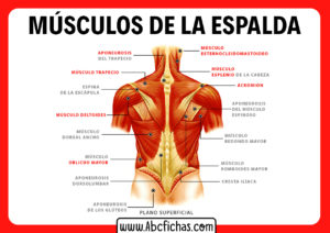 Musculos de la espalda
