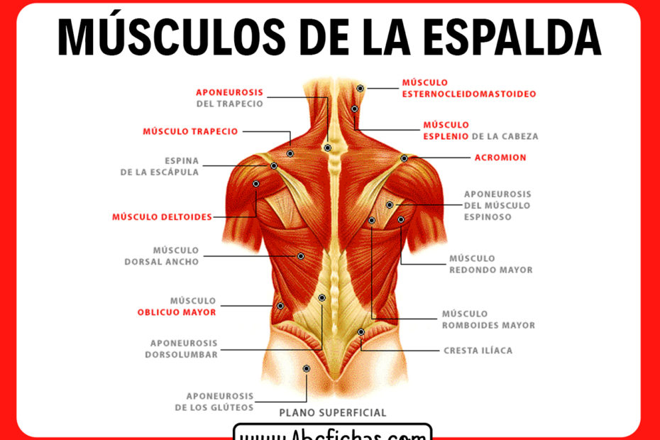 Musculos de la espalda