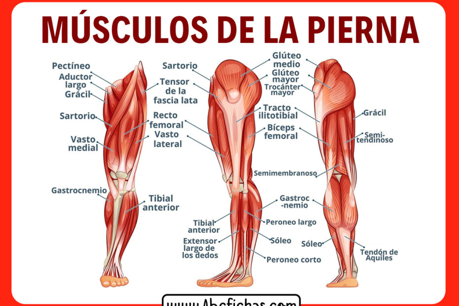 Musculos de las piernas
