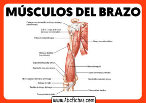 Musculos del brazo y antebrazo