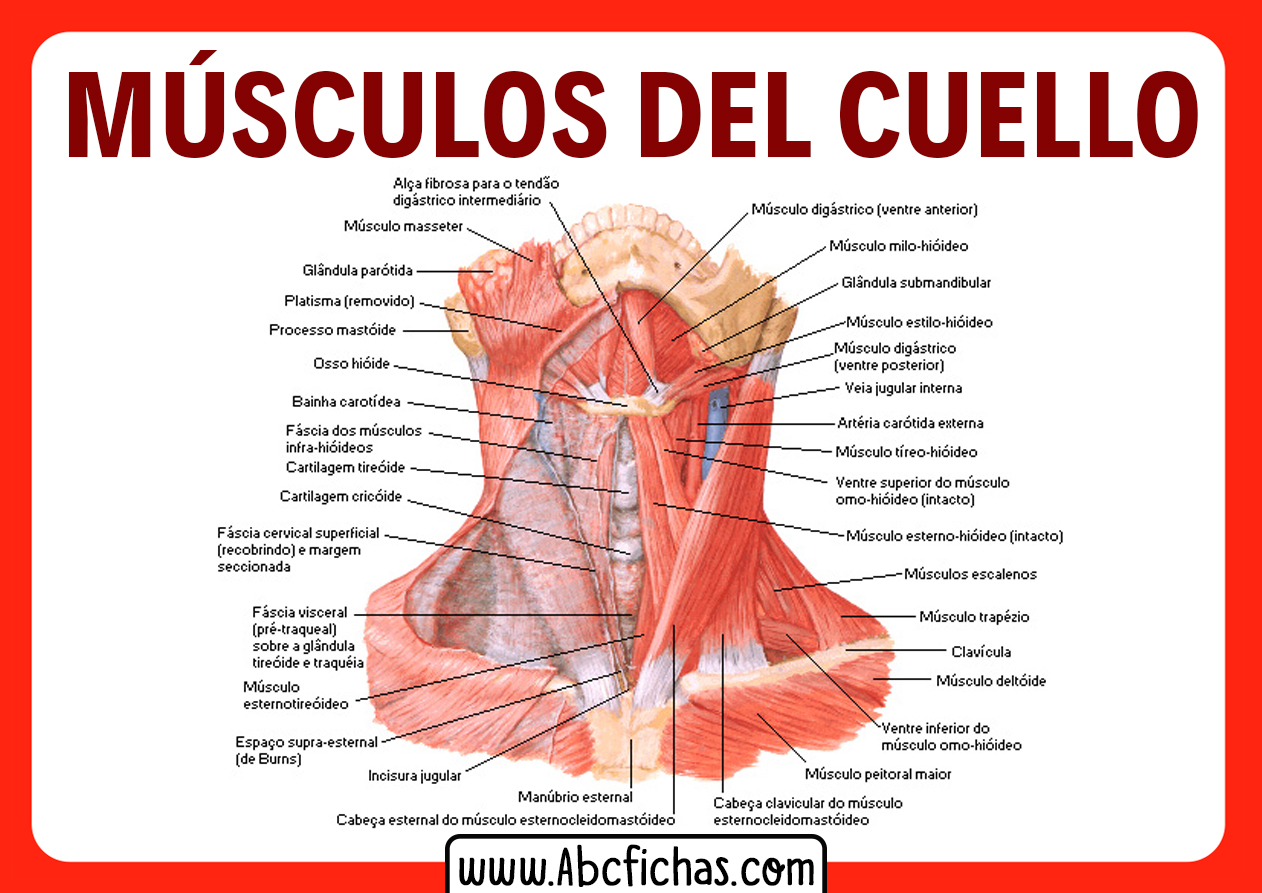 Musculos del cuello anterior