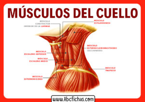 Musculos del cuello humano