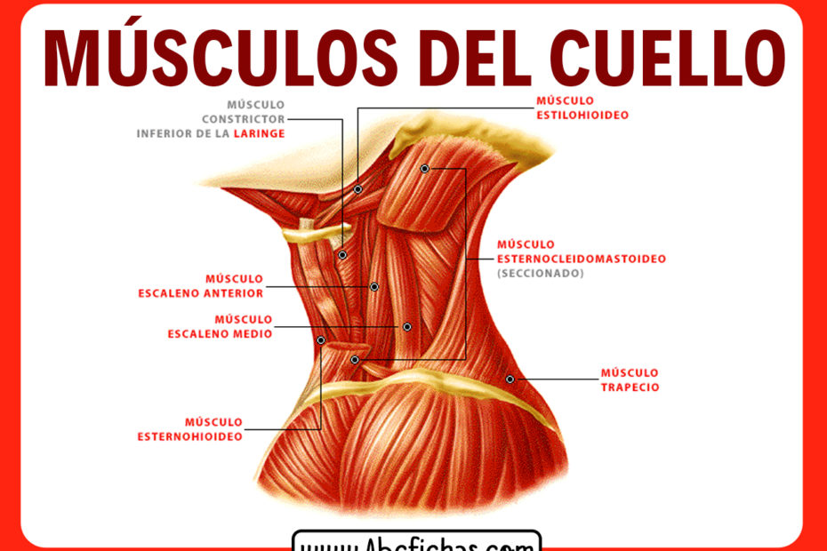 Musculos del cuello humano