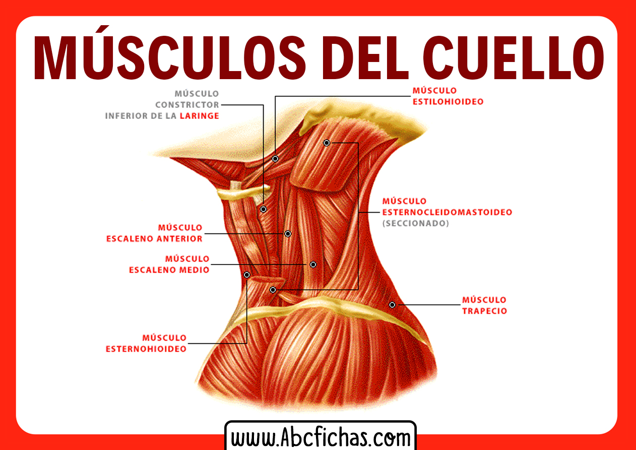 Musculos del cuello humano