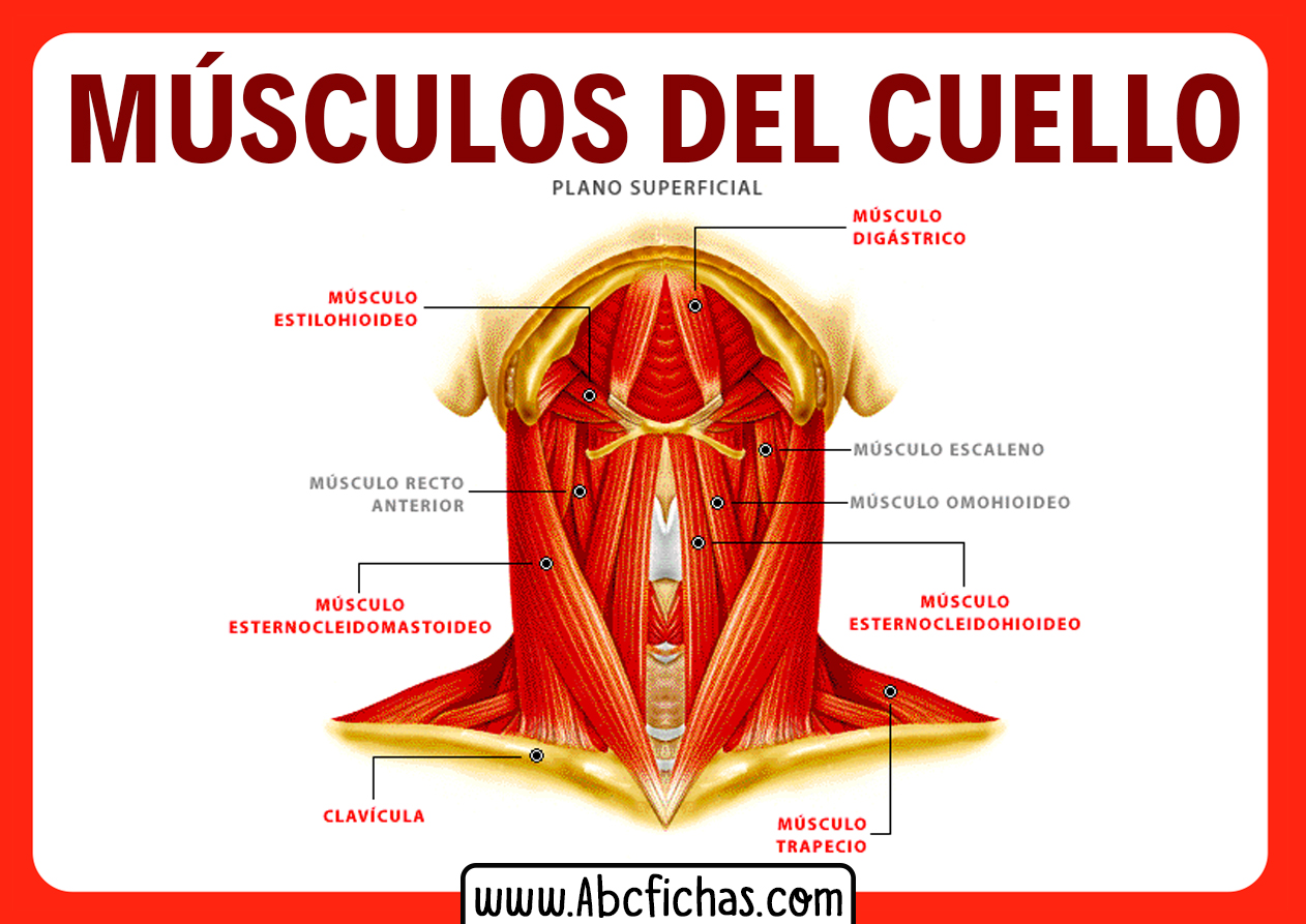 Musculos del cuello plano superficial