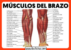 Musculos del antebrazo