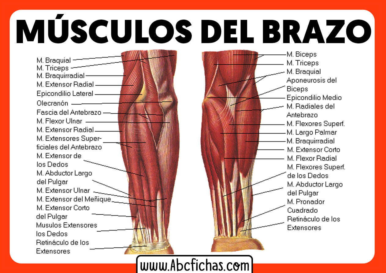 Musculos del antebrazo