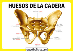 Nombres de los huesos de la cadera