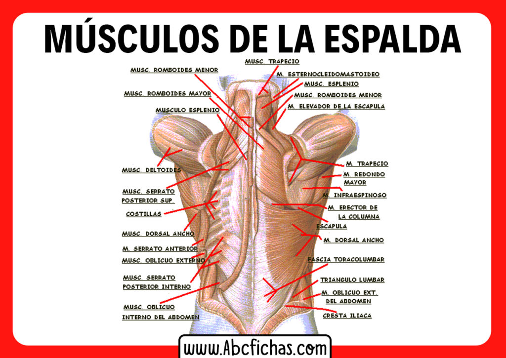 Como pegar la piel al musculo