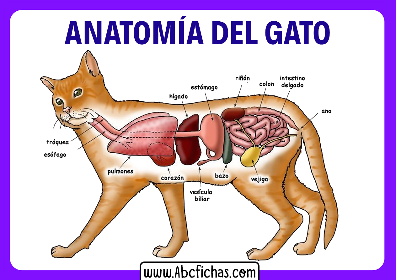 Organos de un gato