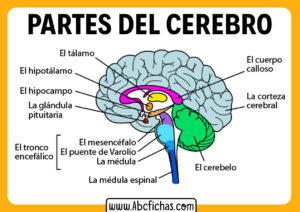 Organos del cerebro humano partes del cerebro