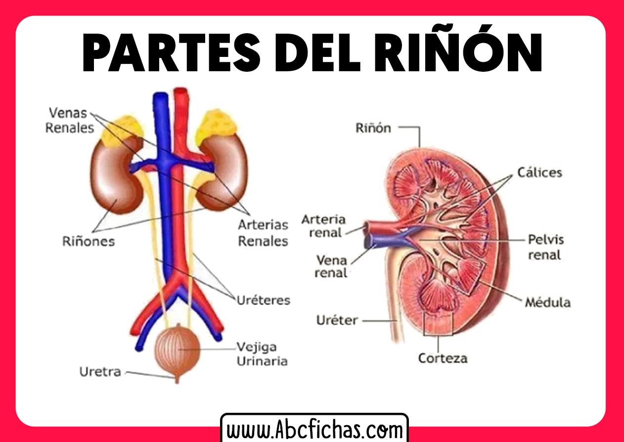 Partes sistema endrocrino riñones