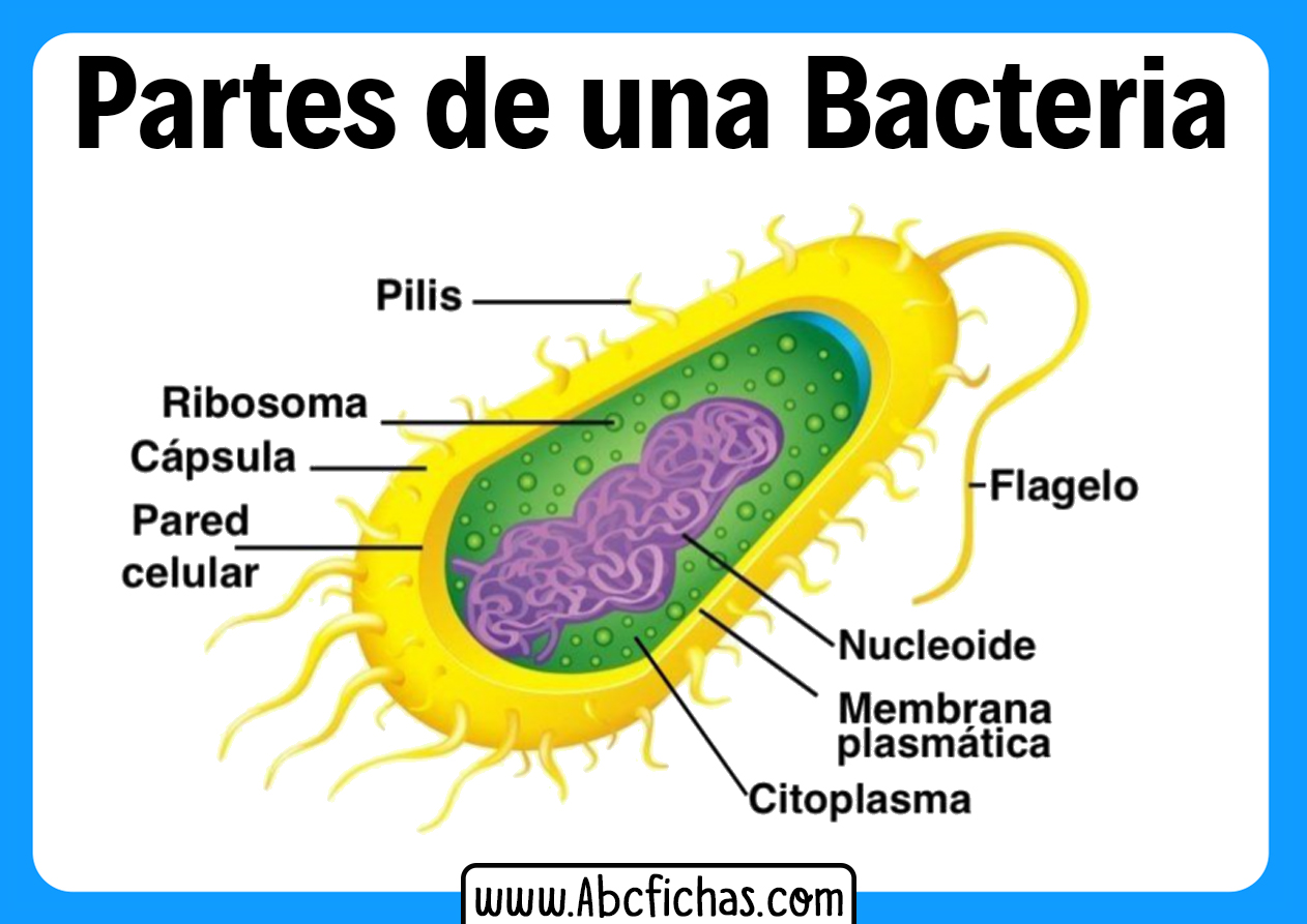 Partes de la bacteria