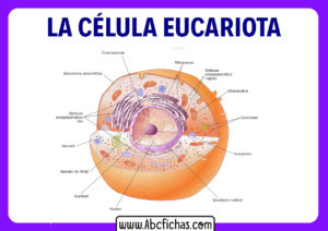 Partes de la celula eucariota