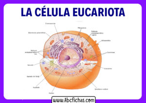 Partes de la celula eucariota