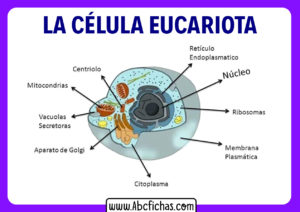 Partes de la celula eucariota animal