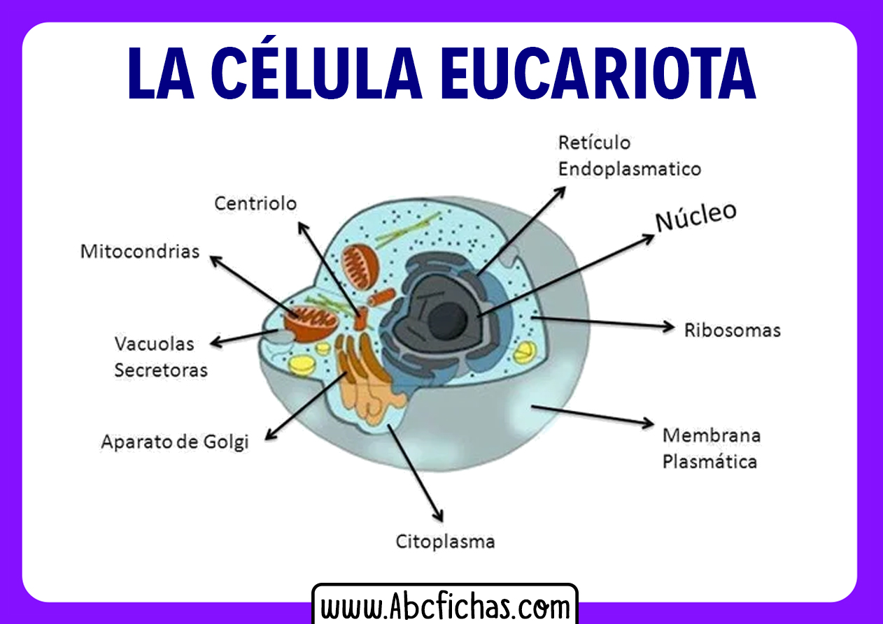 Partes de la celula eucariota animal