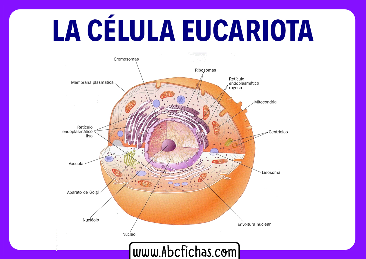 Partes de la celula eucariota