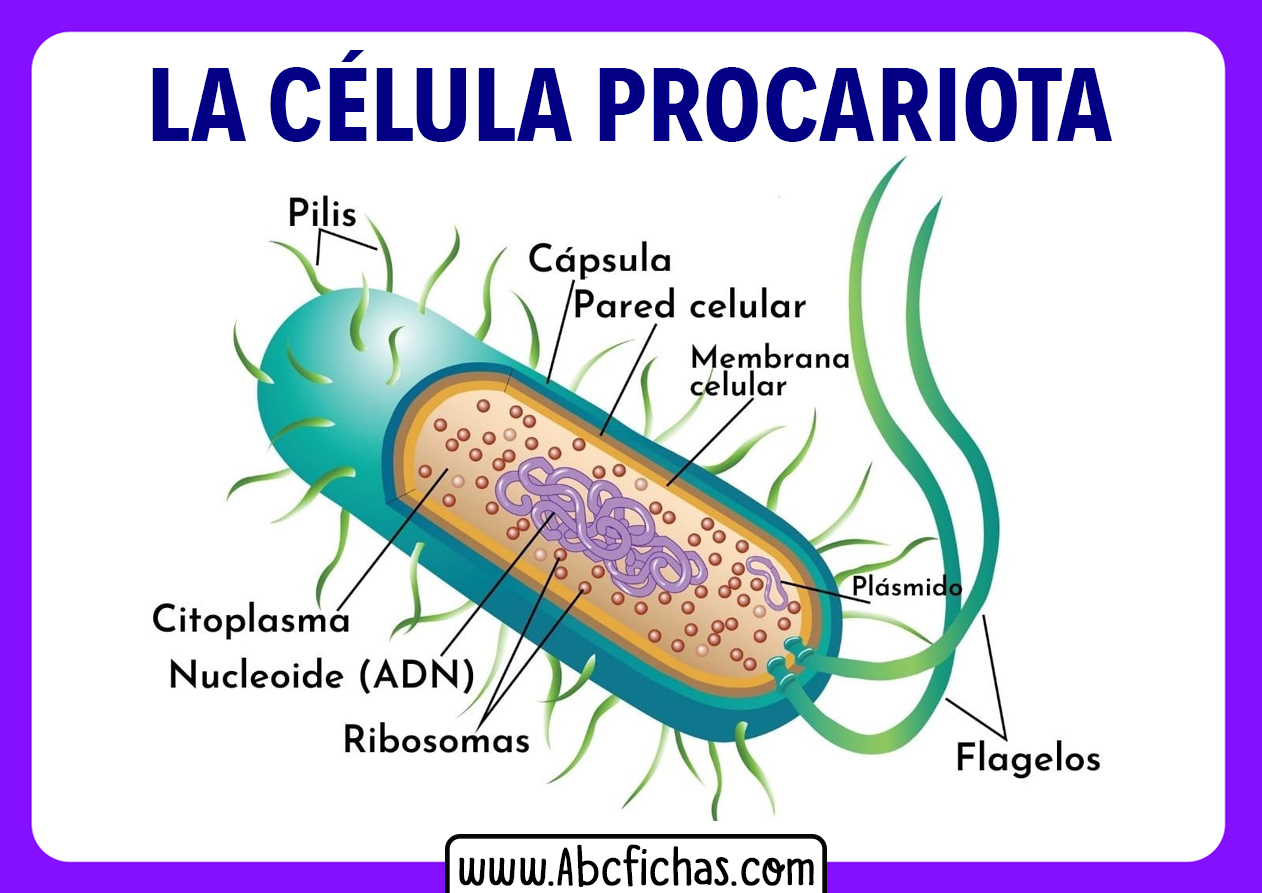 Partes de la celula procariota