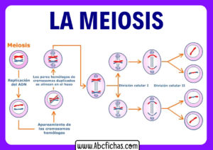 Partes de la meiosis