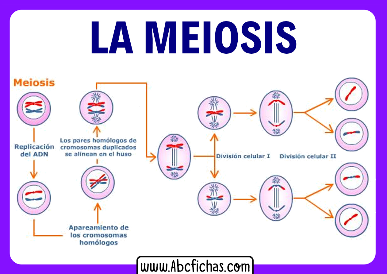 Partes de la meiosis