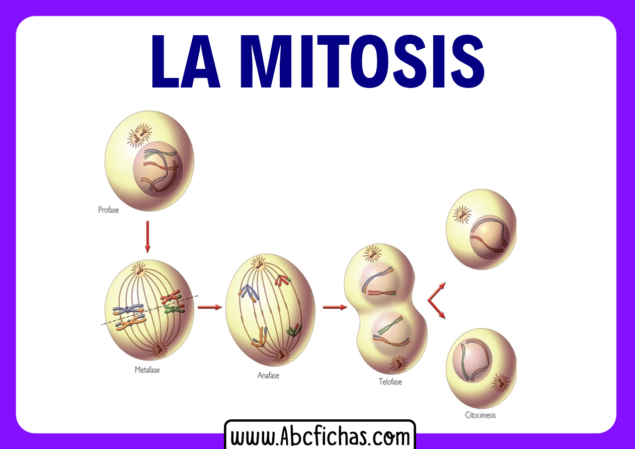 Partes de la mitosis