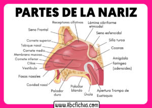 Partes de la nariz