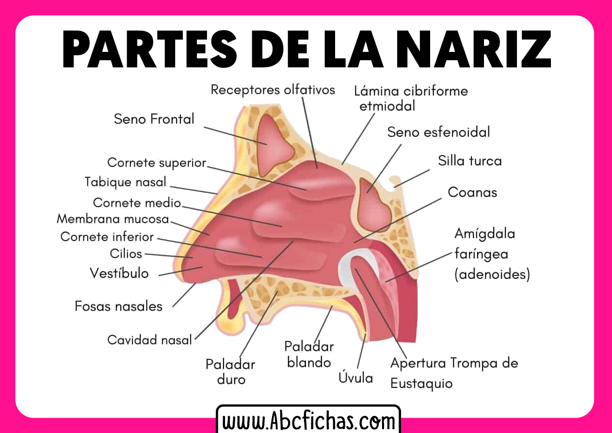 Partes de la nariz