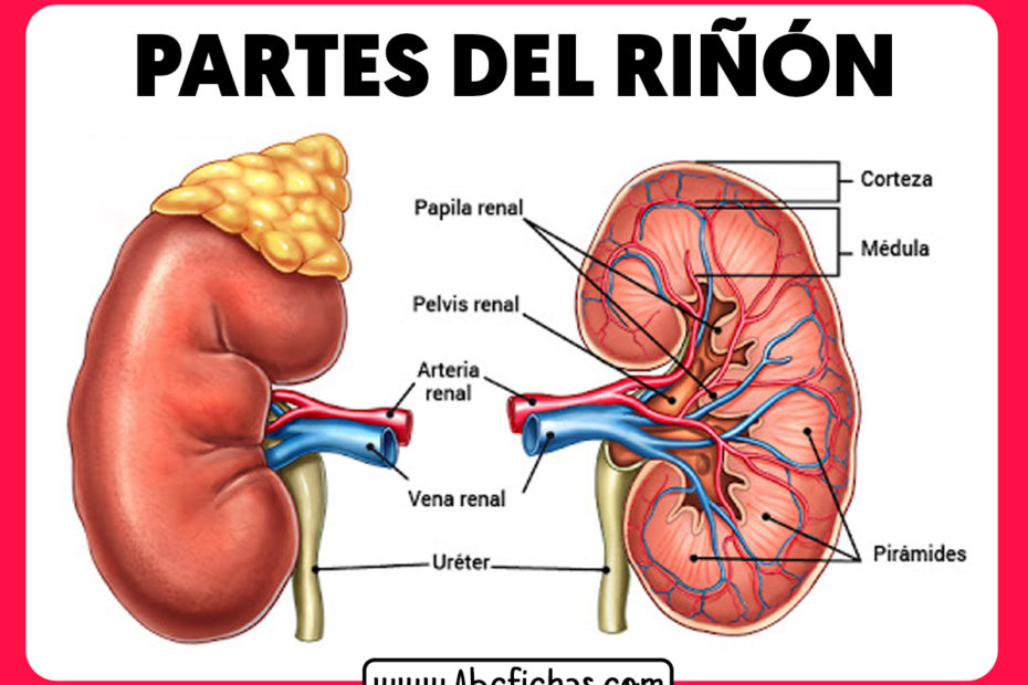 Partes de los riñones