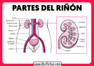 Partes de los riñones anatomia