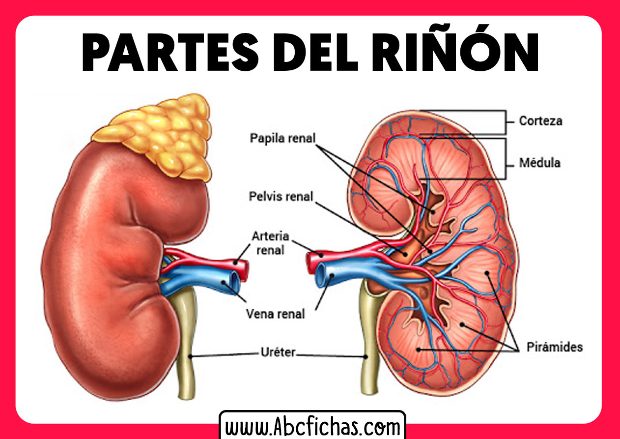 Partes de los riñones