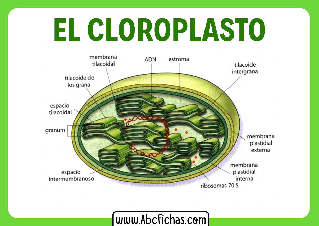 Partes de un cloroplasto