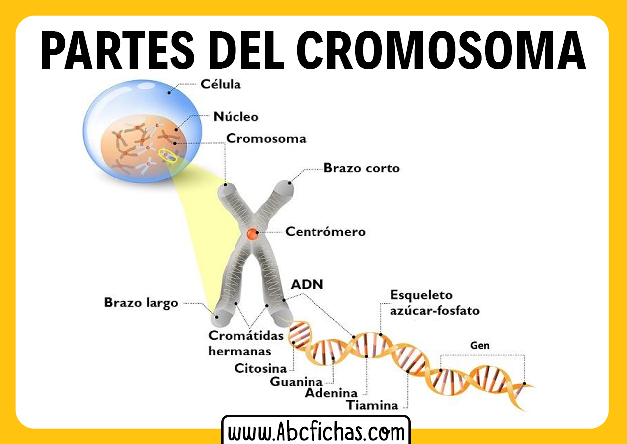 Partes de un cromosoma