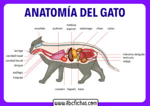 Partes de un gato