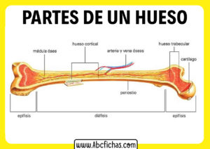 Partes de un hueso