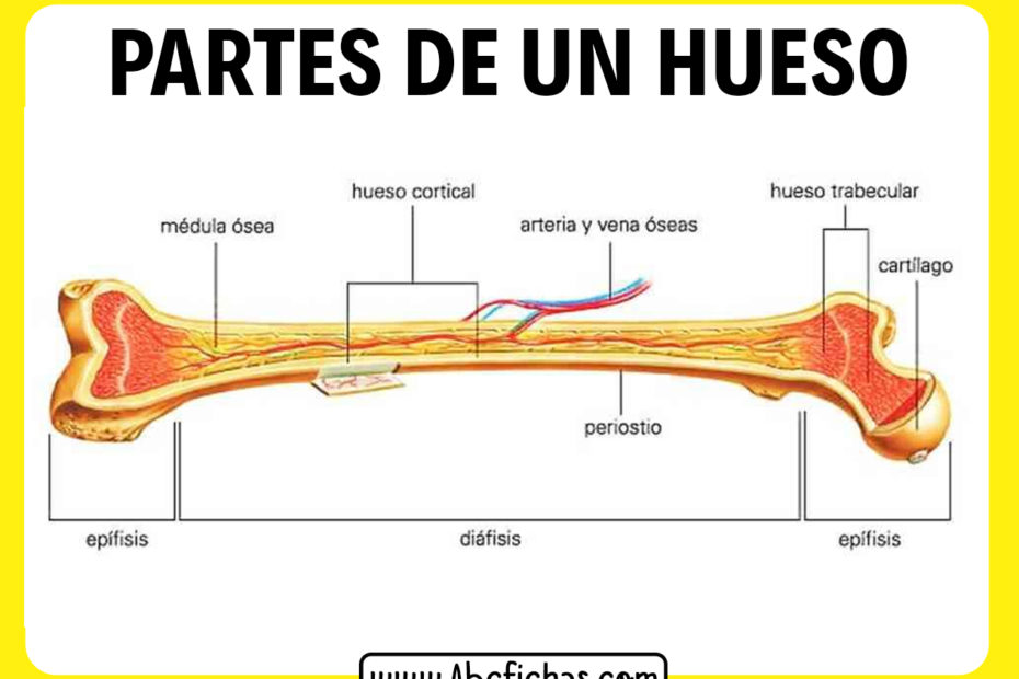 Partes de un hueso