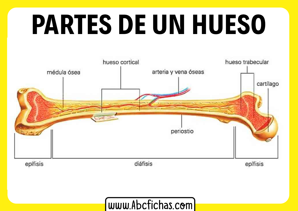 Partes de un hueso