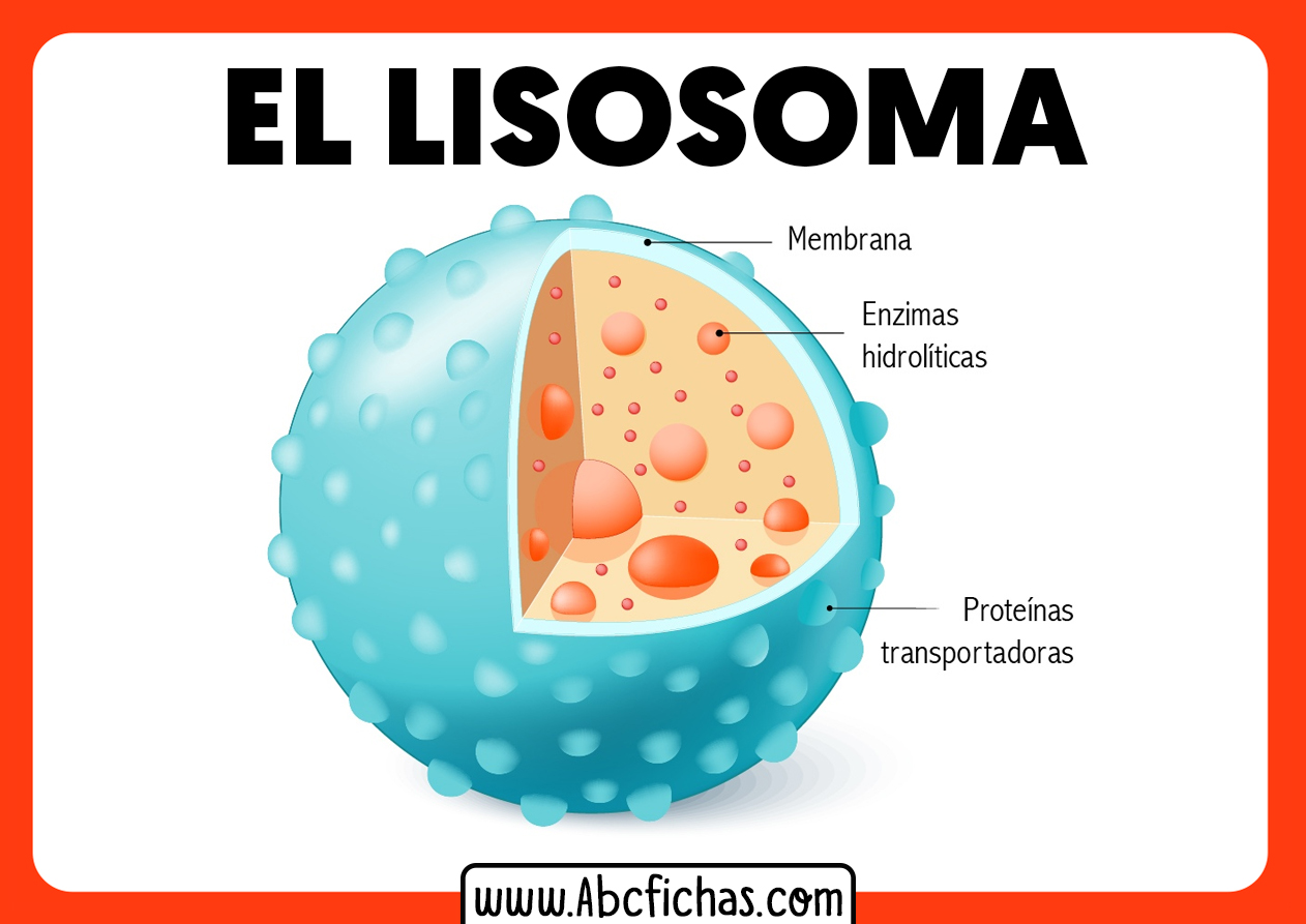 Partes de un lisosoma