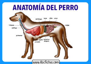 Partes de un perro