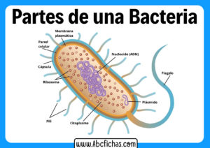 Partes de una bacteria