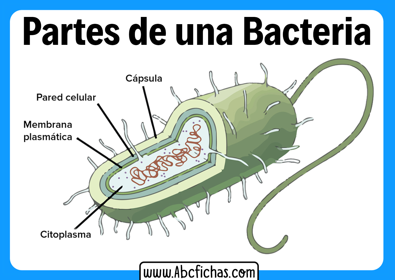 Partes de una bacteria dibujo