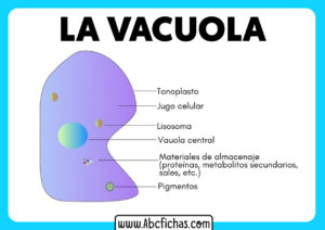 Partes de una vacuola