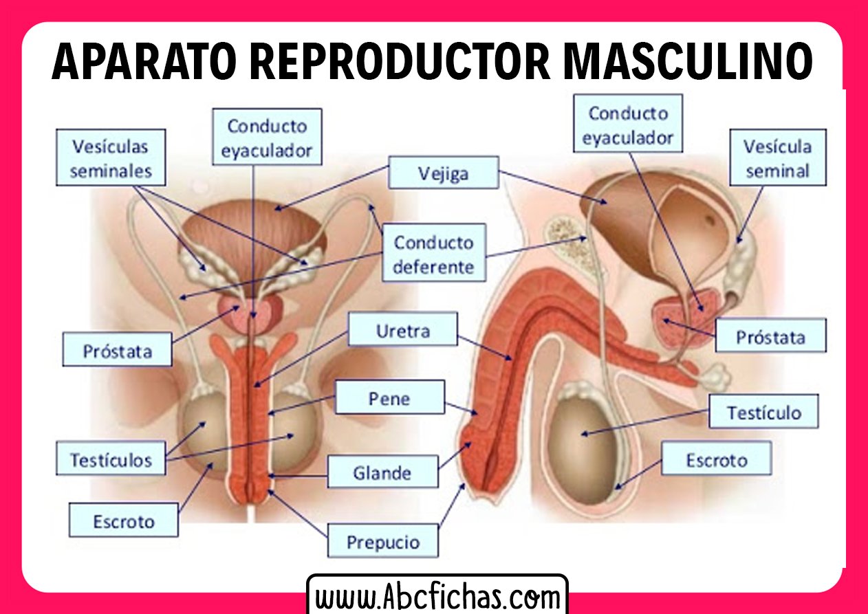 Partes del aparato reproductor masculino