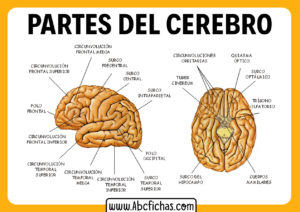 Partes del cerebro