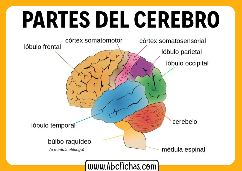 como es el cerebro humano