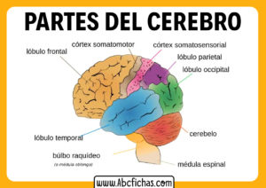 Partes del cerebro humano