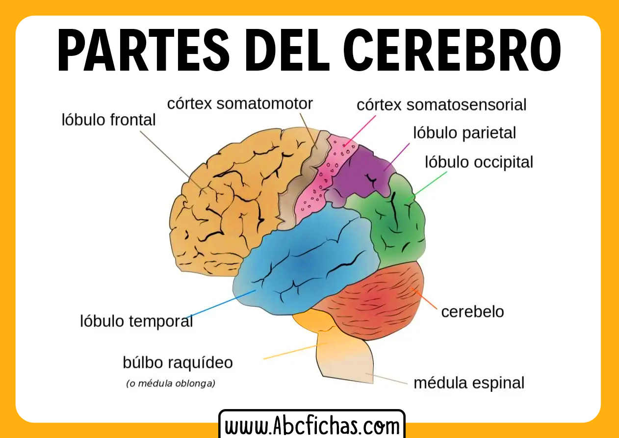 Partes del cerebro humano