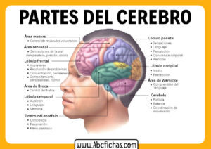 Partes del cerebro y sus funciones