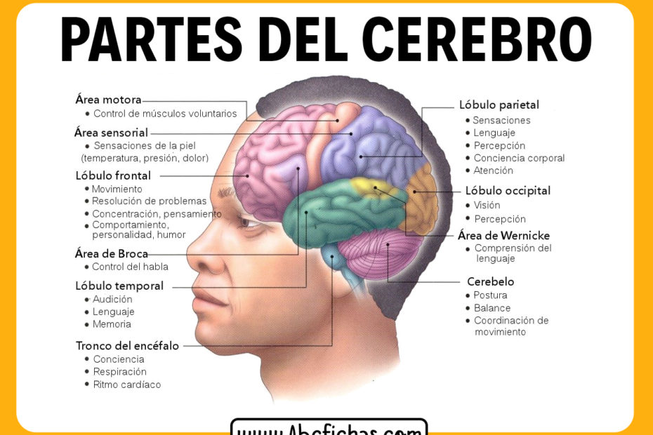 Partes del cerebro y sus funciones